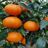 Grafted Asumi Plant